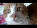 大笑い!会話の内容が分かっているとしか思えない猫♥♥猫との会話を楽しむ動画 Conversation with a cat
