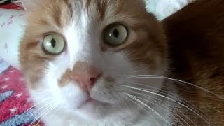 大笑い会話の内容が分かっているとしか思えない猫♥♥猫との会話を楽しむ動画 Conversation with a cat