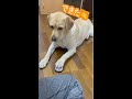 【ラブラドールレトリーバー】チーンできます！ベルを鳴らす犬