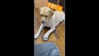 【ラブラドールレトリーバー】チーンできます！ベルを鳴らす犬