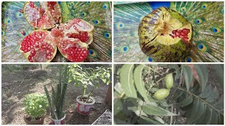 Bahcemi̇zdeki̇ Meyve Ağaçlarini Sulayacağim