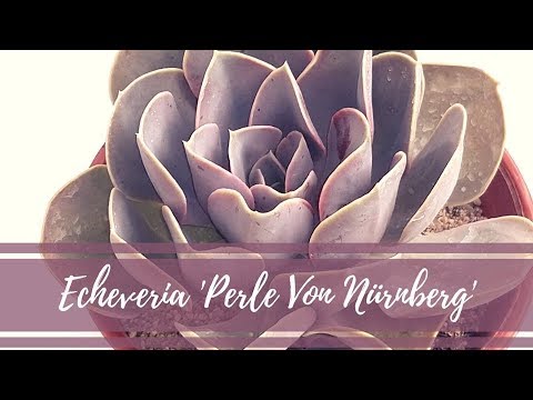 Видео: Echeveria „Perle Von Nurnberg“– Как да отгледате сукулент Perle Von Nurnberg