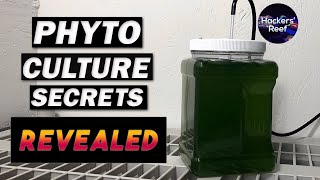 Phyto Culture - Learn About Growing Phytoplankton For Your Reef Tank