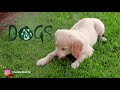 Hindi Poem on Dogs  |  Jackie Rathi  |  Compilation of dog videos ft. Arnab G & A Devgan