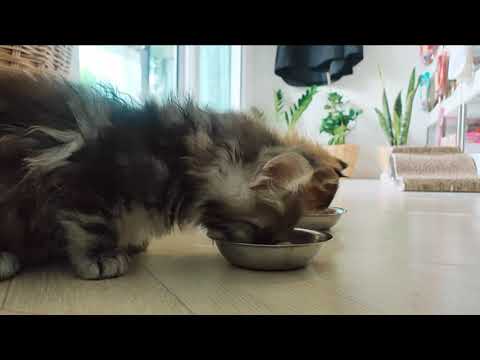 วีดีโอ: โรคเต้านมอักเสบในแมวรักษาอย่างไร?