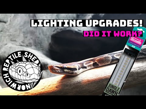 Lighting Upgrades in the Royal Python Enclosure! - YouTube