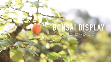 How to display Bonsai trees