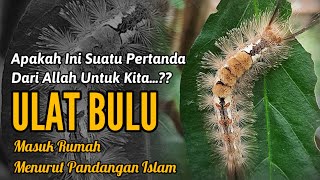 Apakah Ini Suatu PERTANDA DARI ALLAH, Inilah Arti ULAT BULU Masuk Rumah MENURUT ISLAM