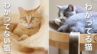 わかっている猫とわかっていない猫 / 猫壱バリバリボウルタワー開封