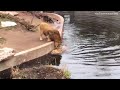 Лев-зевака падает в воду