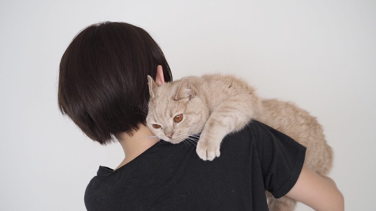 子猫のチロルさん動画 猫の正しい抱き方 抱っこの仕方 How To Hug A Cat Youtube