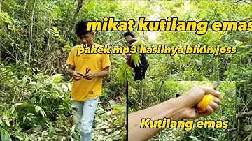 gabutuh waktu lama-mikat burung pakek mp3. hasilnya bikin joss