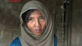 JANDA PARUH BAYA SEBATANG KARA, MAKAN DAUN TALAS