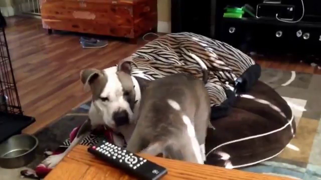 Bebe playing in his weekend foster home and available for adoption at