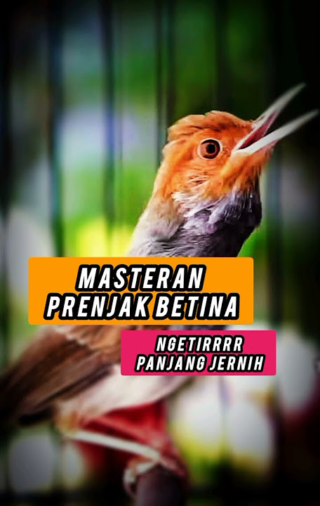 Masteran prenjak betina ngetirrr panjang