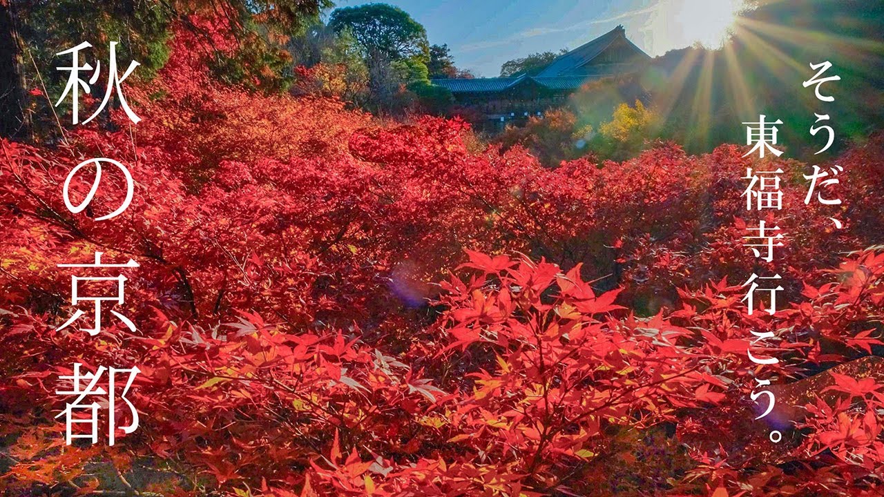 東福寺の紅葉 塔頭をめぐる旅 | そうだ 京都、行こう | 通天橋 | 勝林寺 | 龍吟庵 | 即宗院 | 光明院 |