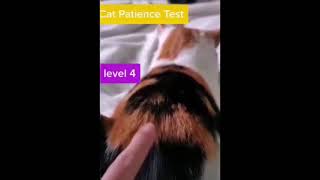 Funny cat #short video | Cat Vines