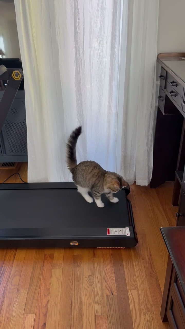 Cat Discovers Treadmill || ViralHog