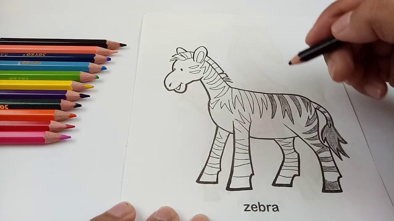 Belajar dan Cara Mewarnai Hewan Zebra Coloring Zebra 