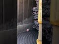 Fish lowering precise handling process #fishing #technique