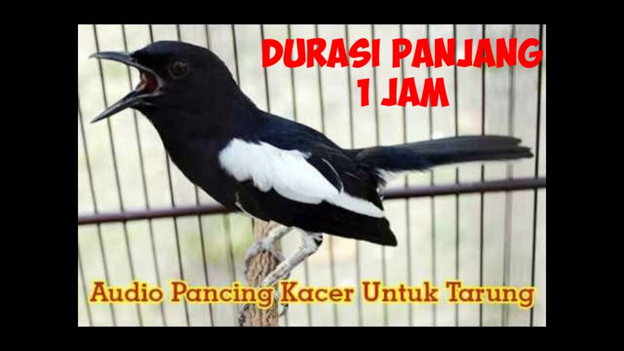 Suara Burung Kacer Gacor buat Isian Durasi Panjang 
