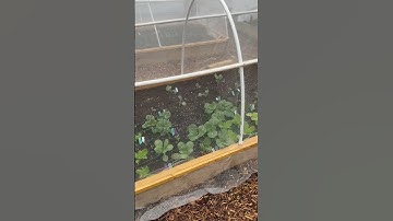 Protecting Our Garden with Insect Netting on our DIY PVC Dome Hoophouses | Morning Garden Views!