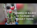 SIEMBRA DE BULBOS DE TULIPANES EN AGUA Y TIERRA - Sandra Villar