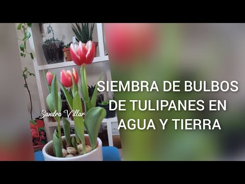 Video: ¿Cómo se preparan los bulbos de tulipanes forzados?