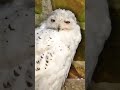 Schneeeule