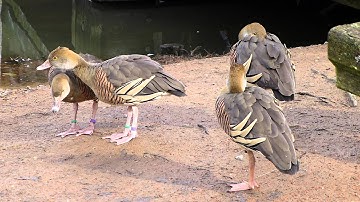 Plumed whistling duck social behaviour