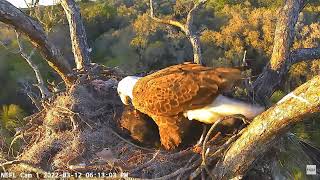 Rocket and mom / NEFL Cam 1 / 12.03.2022-03-12 / 18:12