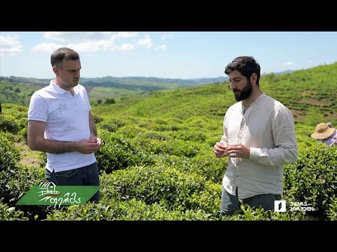 #ფერმა ქართული ჩაის ახალი სიცოცხლე ოზურგეთში