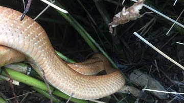 #BẫyRắnĐồngTháp #Tập65 Giăng Lưới Rắn Địa điểm mới dính Rắn Hổ Nước,Hổ Ngựa,Hổ Lãi