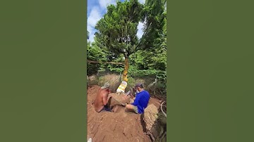 Bàn giao lô cây nguyệt quế tháng 7Chúc mọi người ngày nghỉ cuối tuần vui vẻ #nguyetque #caycanh