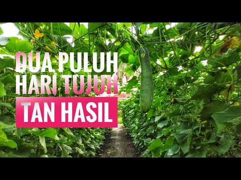 Video: Berpakaian Timun Atas Dengan Mullein: Bahagian Larutan. Bagaimana Memberi Makan Timun Di Rumah Hijau Dan Di Ladang Terbuka? Berapa Kerap Anda Boleh Menyiram Timun Anda Dengan Baja?