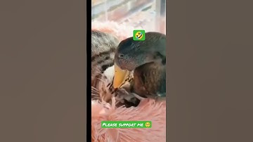 #i #hate #duck #ducks 🤬😡🤣😂 #because #watch #this #funny #youtube #shorts #video 🤣😹