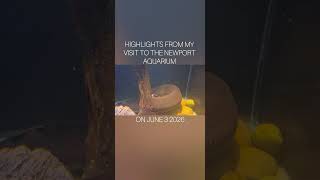Highlights from my visit to the Newport aquarium on June 3 2026 
