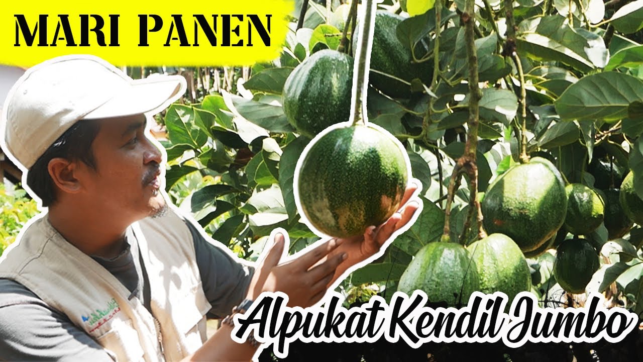 panen alpukat kendil, alpukat jumbo asal jawatengah,