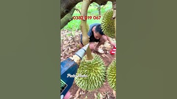 Sầu riêng thụ phấn mà sao vẫn bị méo? | Nguyễn Ngọc Trai #saurieng #durian