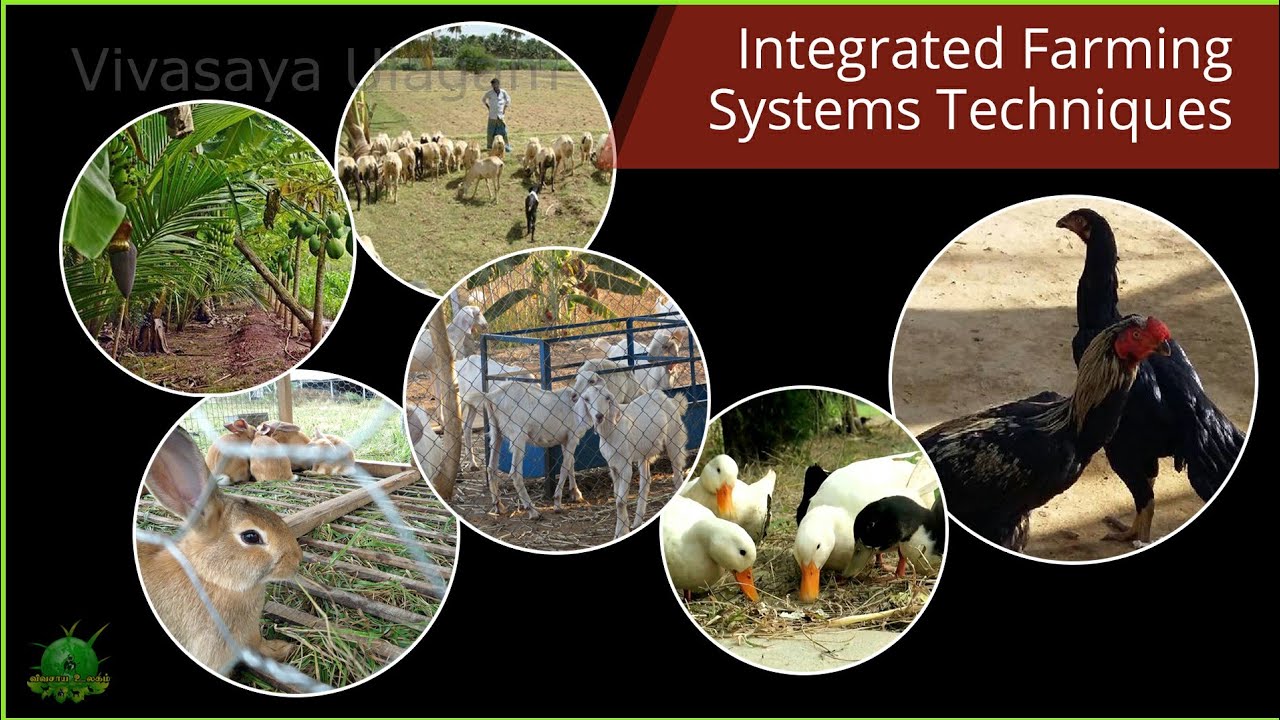 Integrated Farming System Techniques YouTube