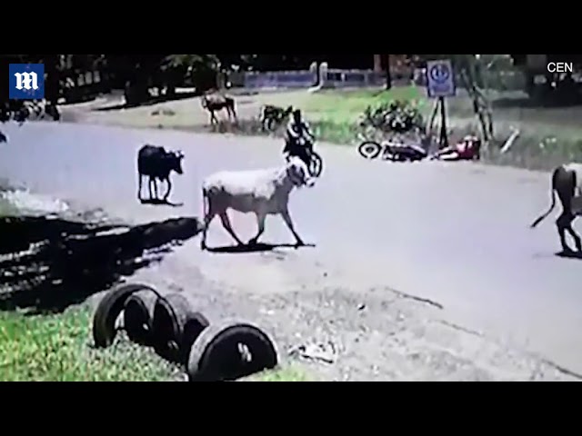 Extraordinary moment   Cow kicks female biker off her motorcycle in kang fu style class=