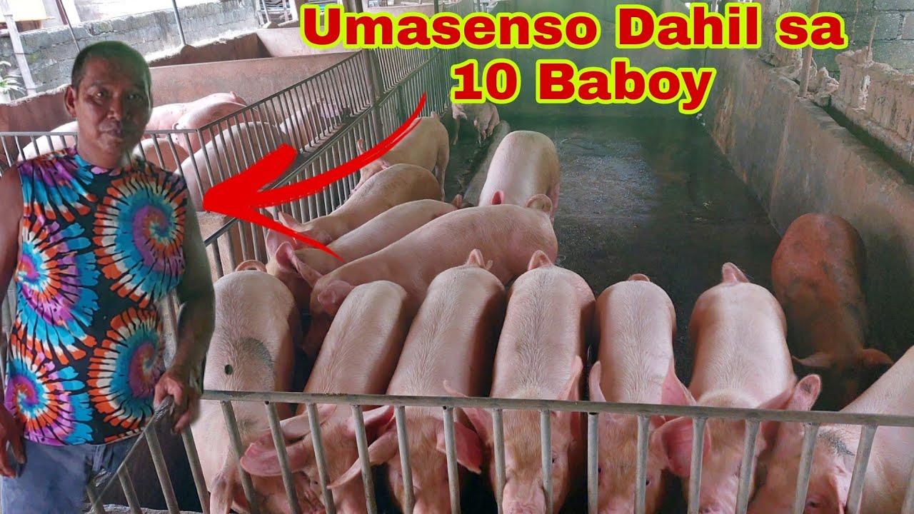 Dating Konduktor Nagsimula ng 10 baboy, Ngayon Umasenso at  may higit 90 Baboy