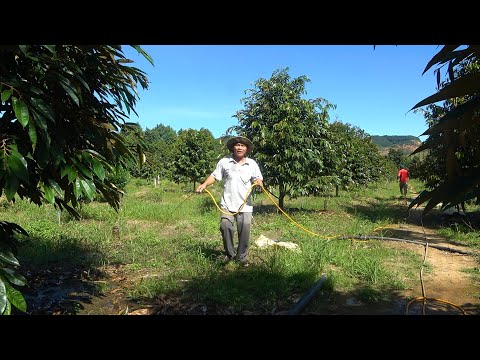 Video CÁCH TƯỚI ĐẠM CÁ VÀ HUMIC CHO CÂY SẦU RIÊNG HIỆU QUẢ - youtube