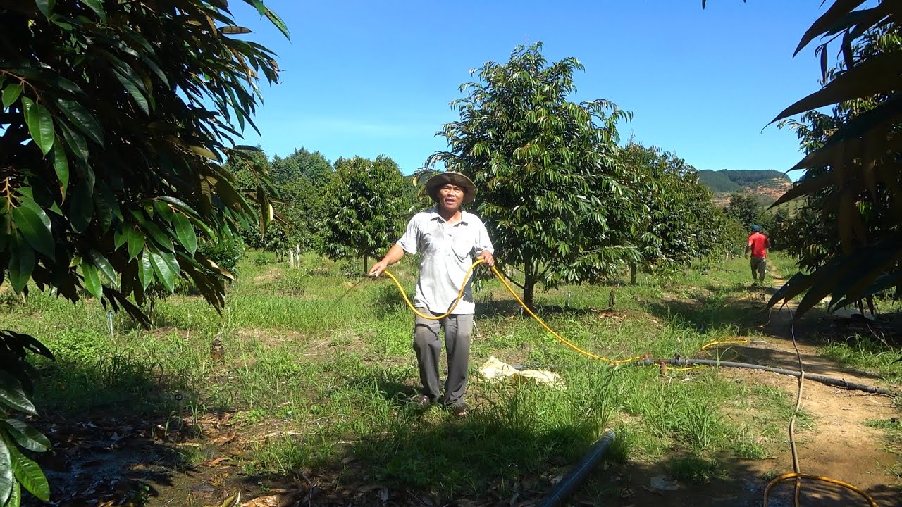 CÁCH TƯỚI ĐẠM CÁ VÀ HUMIC CHO CÂY SẦU RIÊNG HIỆU QUẢ