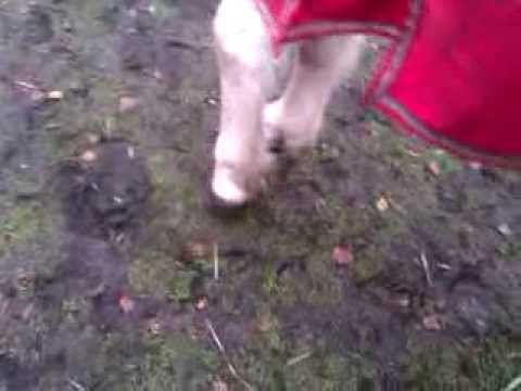 Video: Lad Sovende Heste Ligge [ned]
