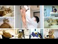 離婚したおじさんが猫を保護した143日間のお話