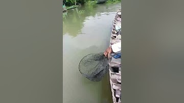 Cá Vồ Đém khủng 12 kg...trên Dòng Mekong - Cù Lao Ông Hổ - Làng Bè Mỹ Hoà Hưng...So Cool...