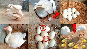 How do ducks lay eggs and how do they hatch || Why do duck eggs go bad || Beautiful ducklings