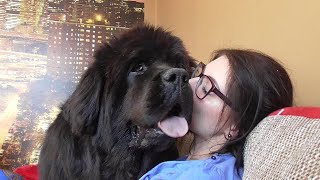 With newfoundland dogs in the room