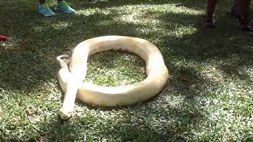 Attz the Albino Burmese Python Crawling Around